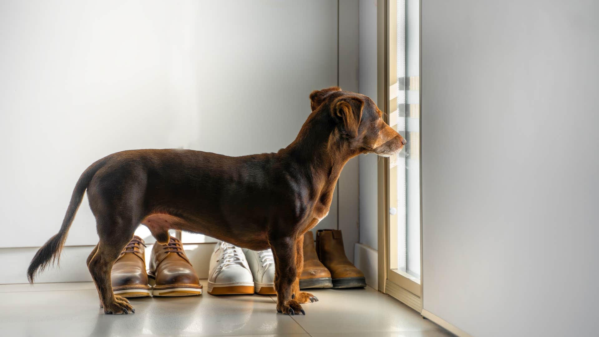 dog watches when owner leaves