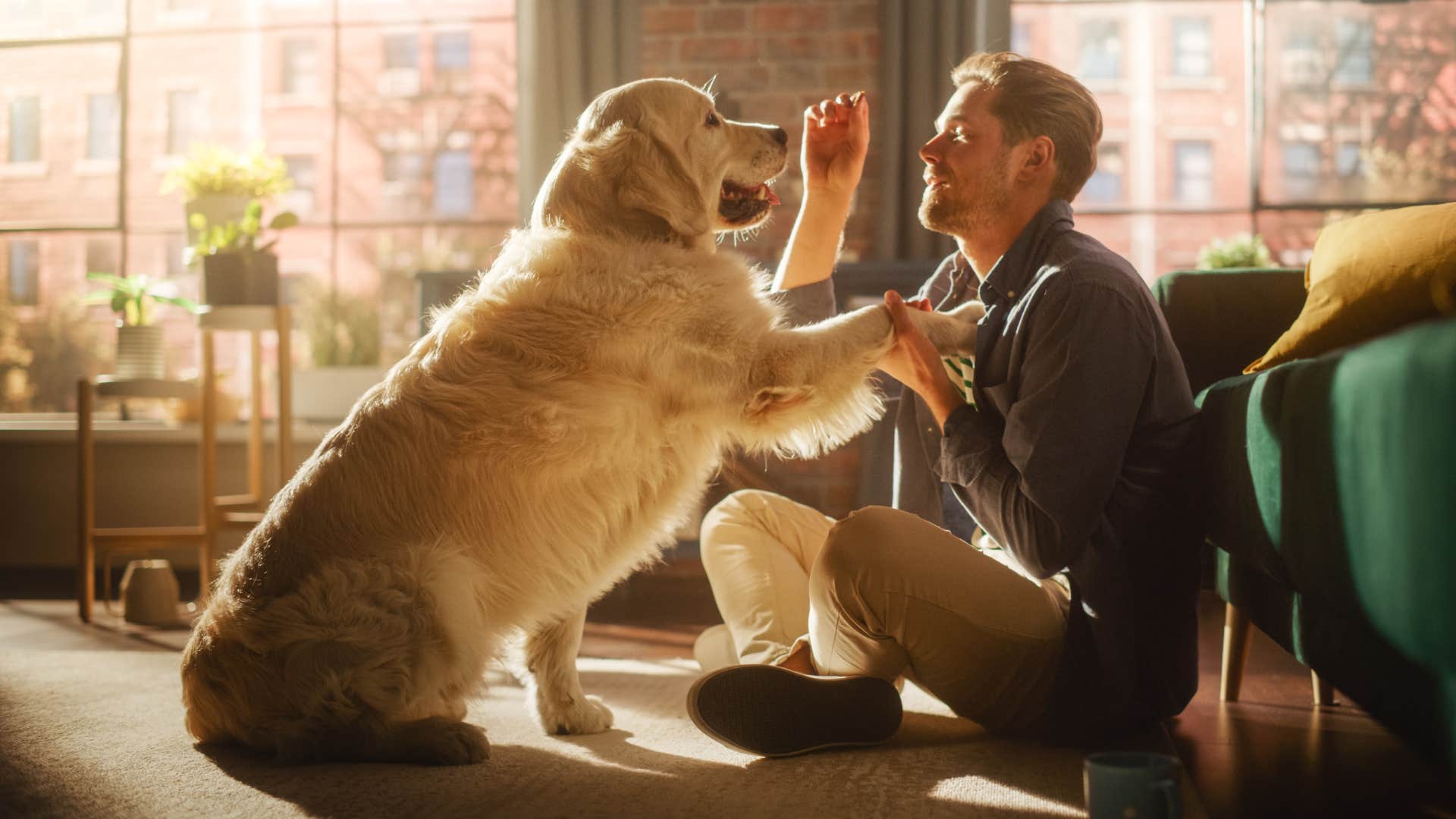 man being consistent teaching dog tricks