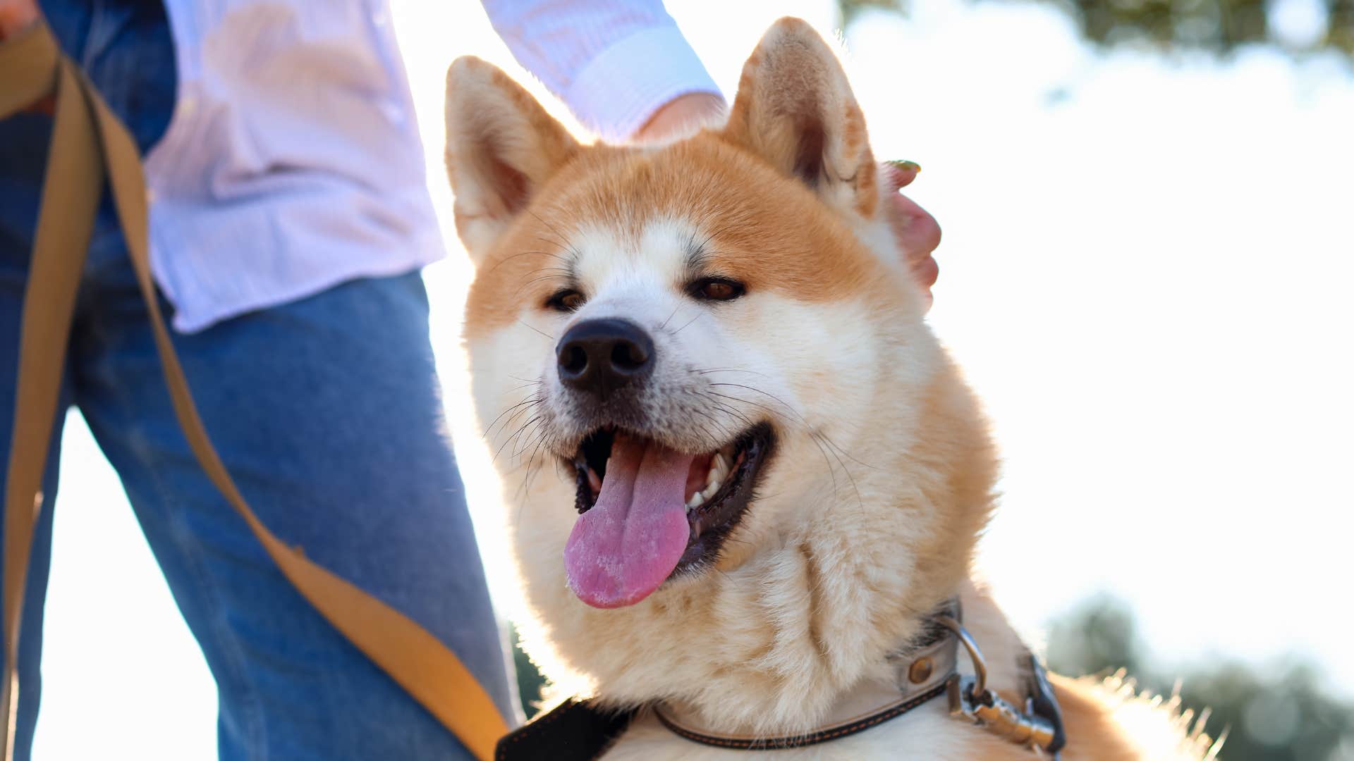 akita dog on a walk with owner