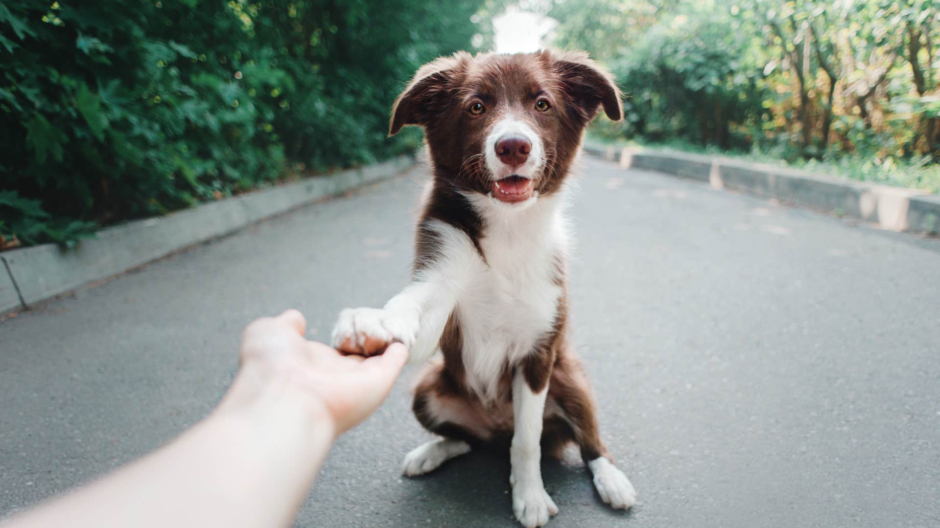 person holding collie dog's paw