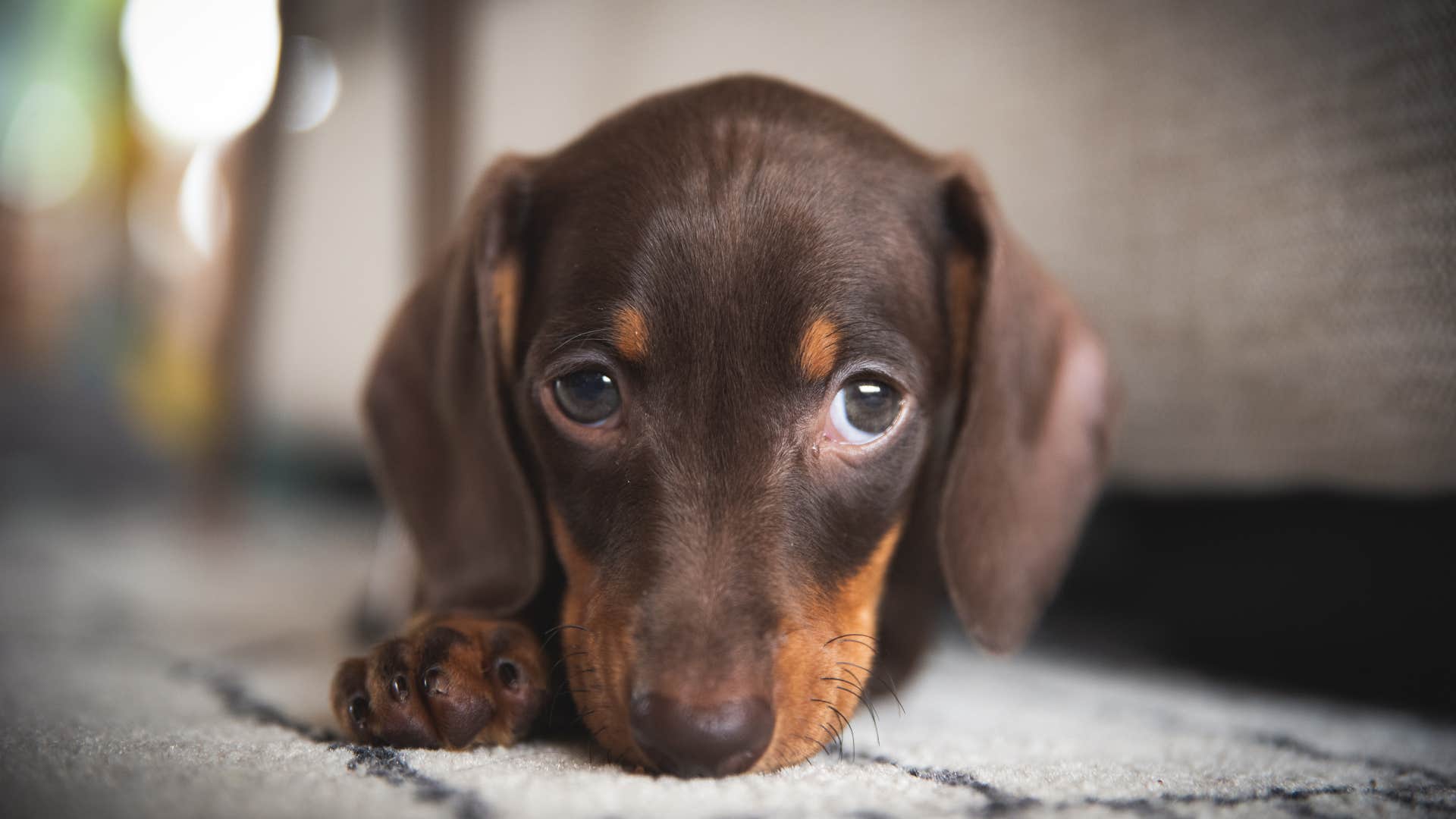 cute dachshund puppy