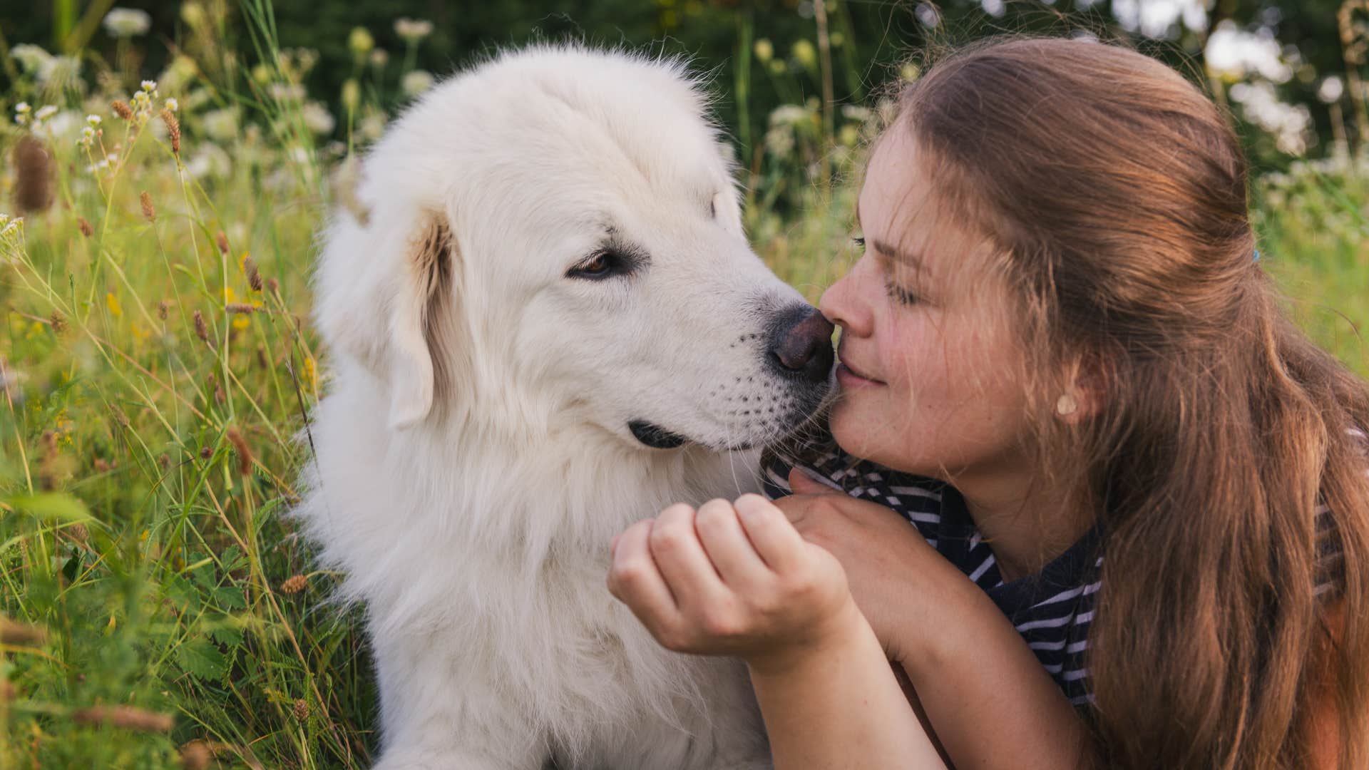 great pyrenees dog nuzzling woman lovingly
