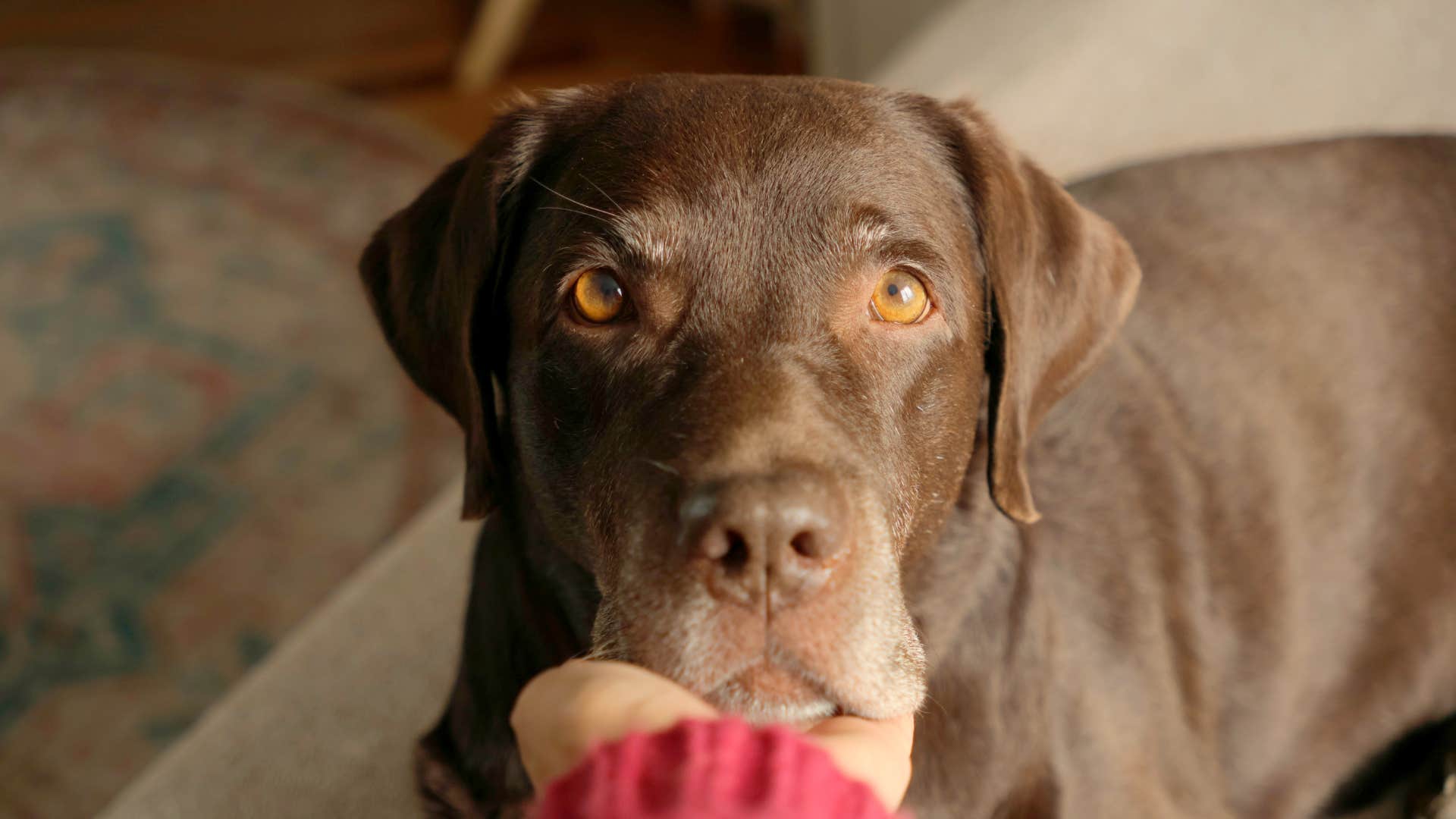 woman holding labrador retriever's face