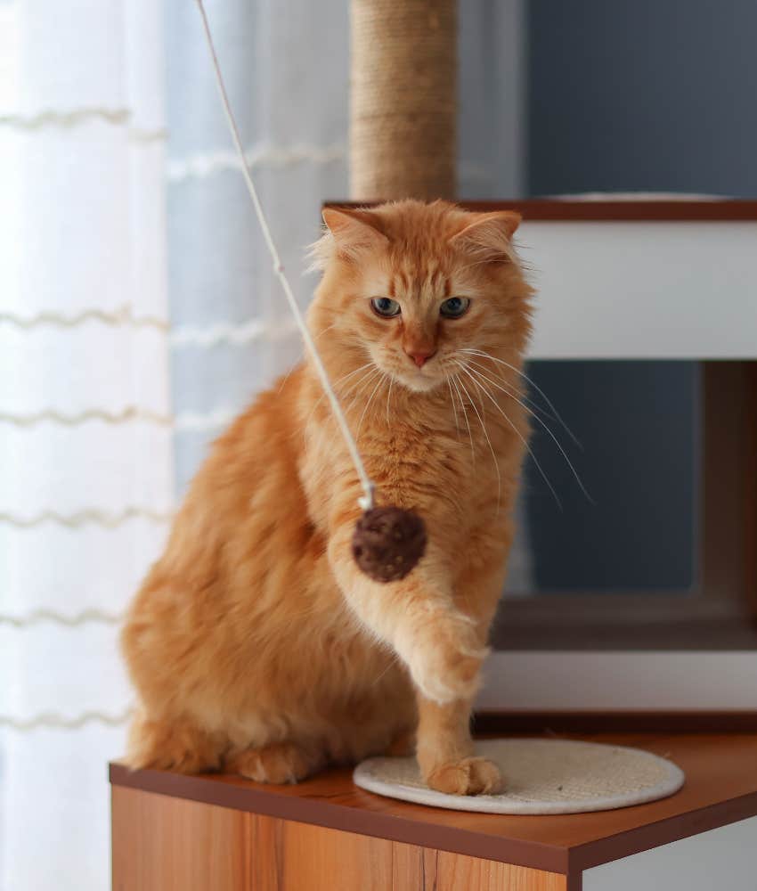 orange cat playing with toy