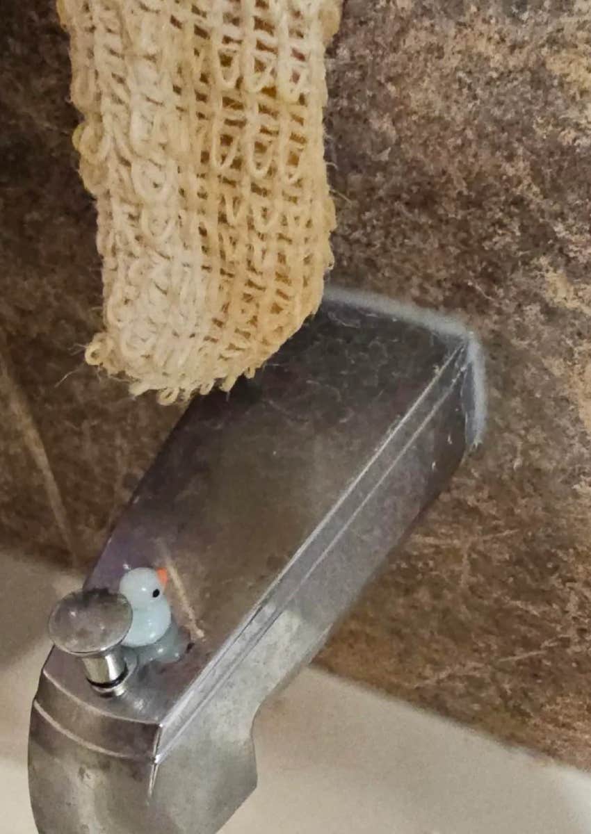 duck left behind by homeowner for mini duck test