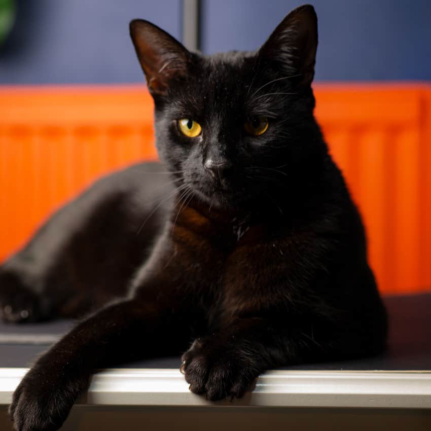 Black cat protecting from evil spirits and negative energy