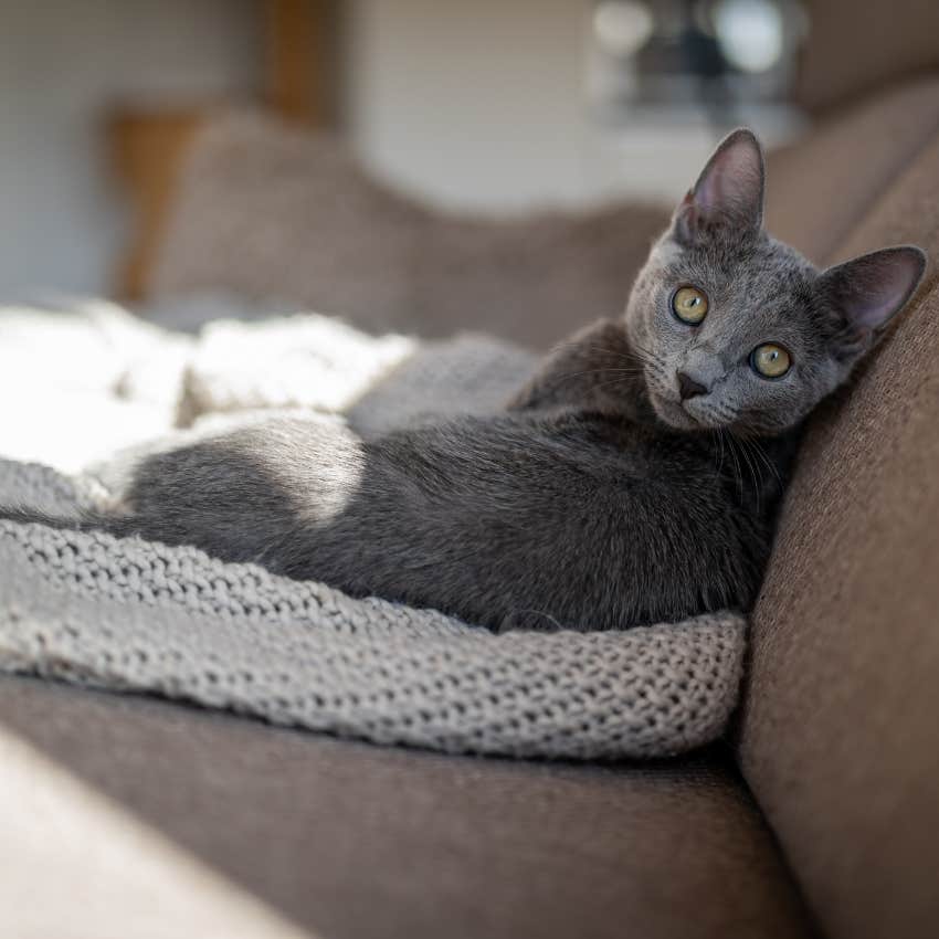Blue-grey cat protecting from evil spirits and negative energy