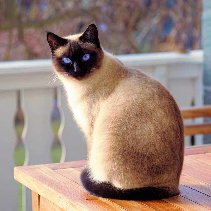 Siamese cat protects from evil spirits and negative energy