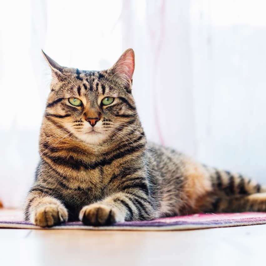 Tabby cat protects from evil spirits and negative energy