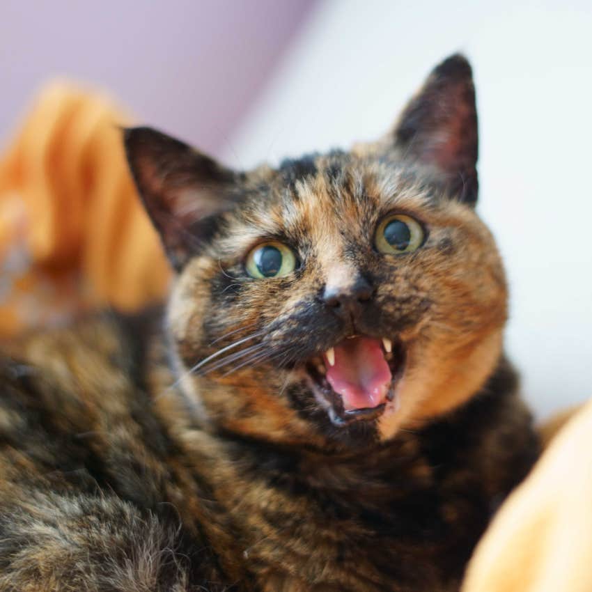 Tortoiseshell cat protects from evil spirits and negative energy