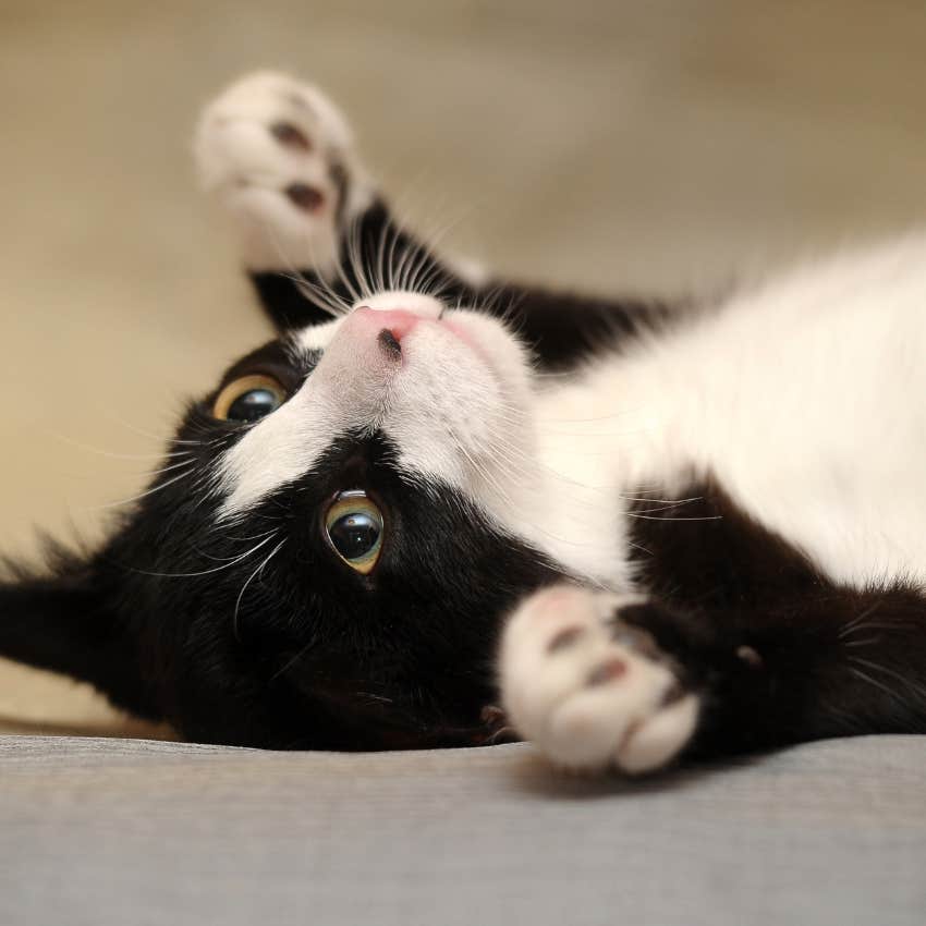 Two-tone cat protects from evil spirits and negative energy