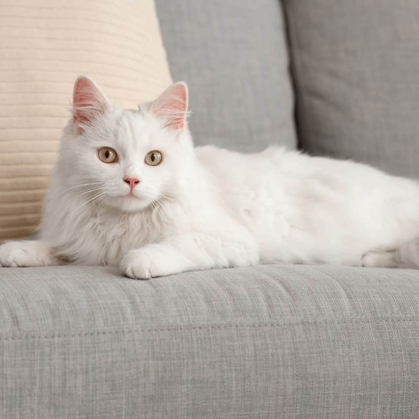 White cat protects from evil spirits and negative energy