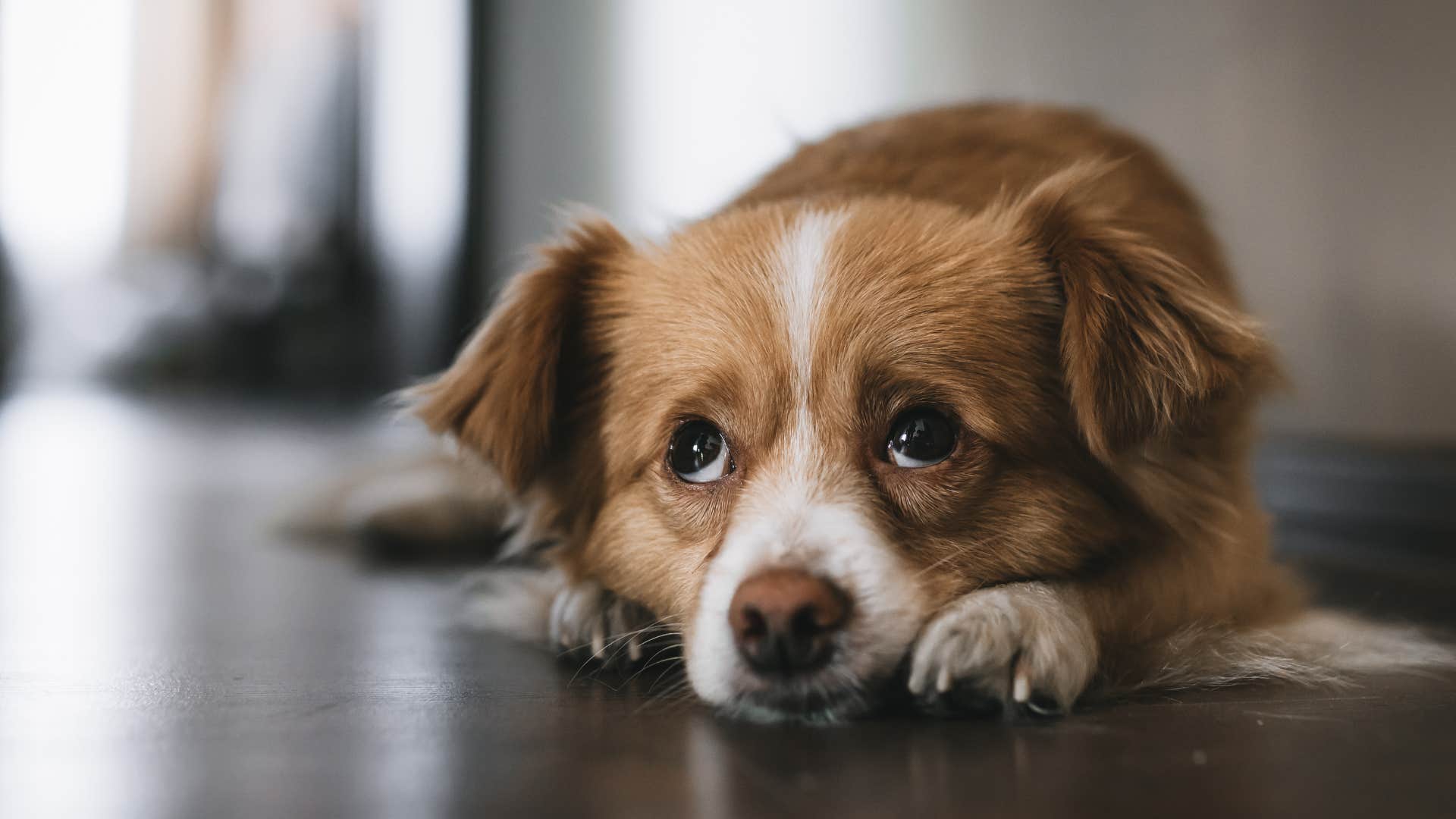 Dog who isolates himself sitting at home.