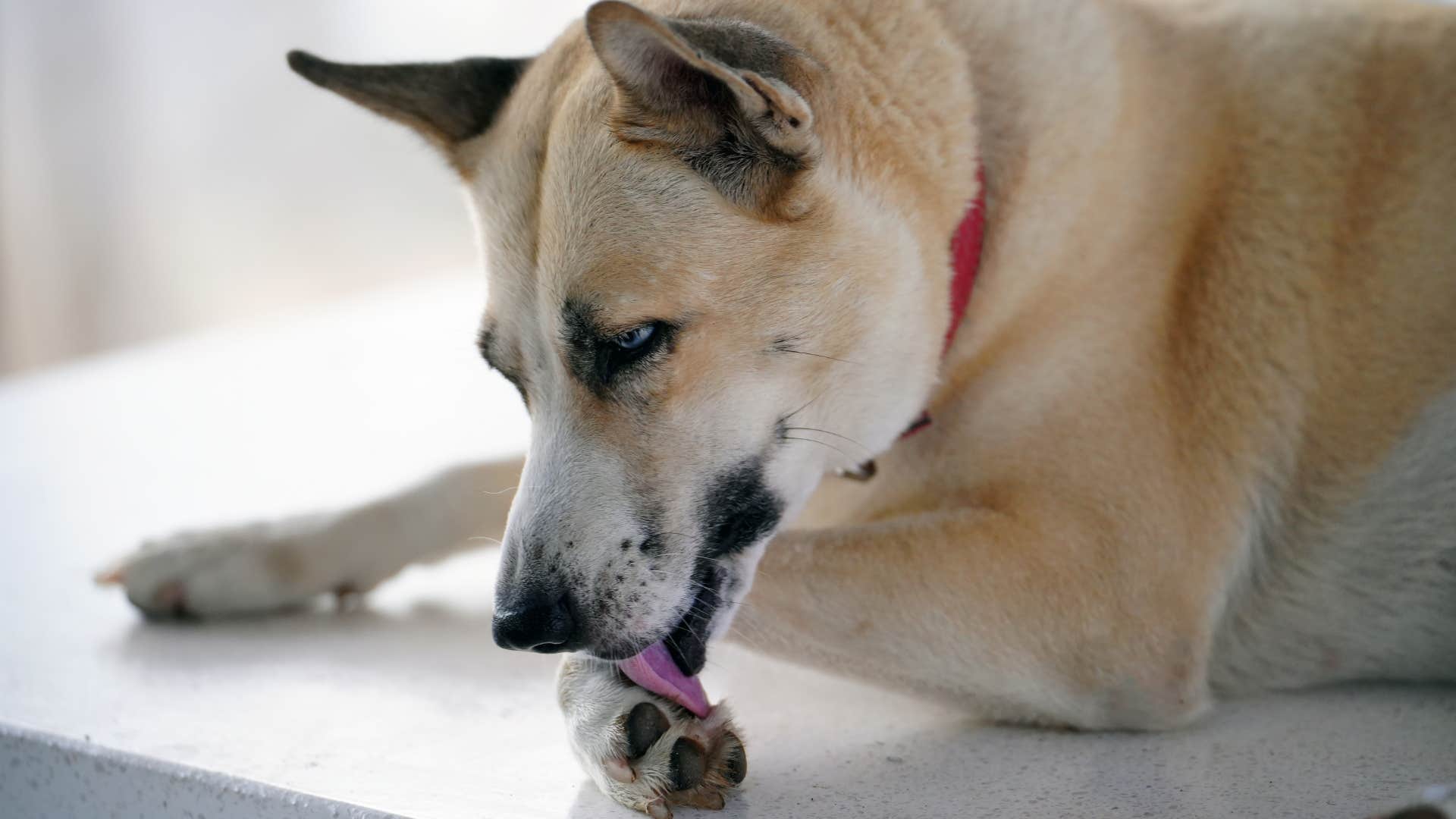Dog who licks his paws constantly at home.