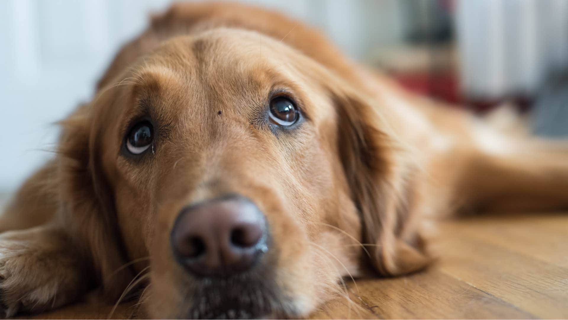 Dog who's losing interest in toys at home.