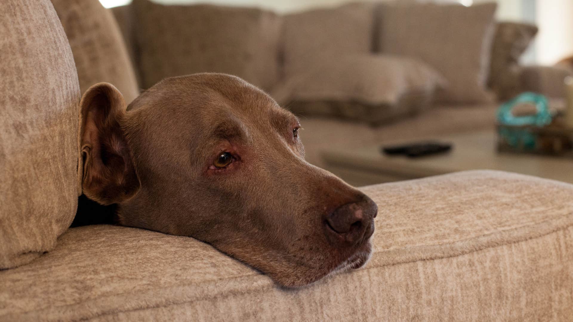 Dog who seems checked out lying on the couch.