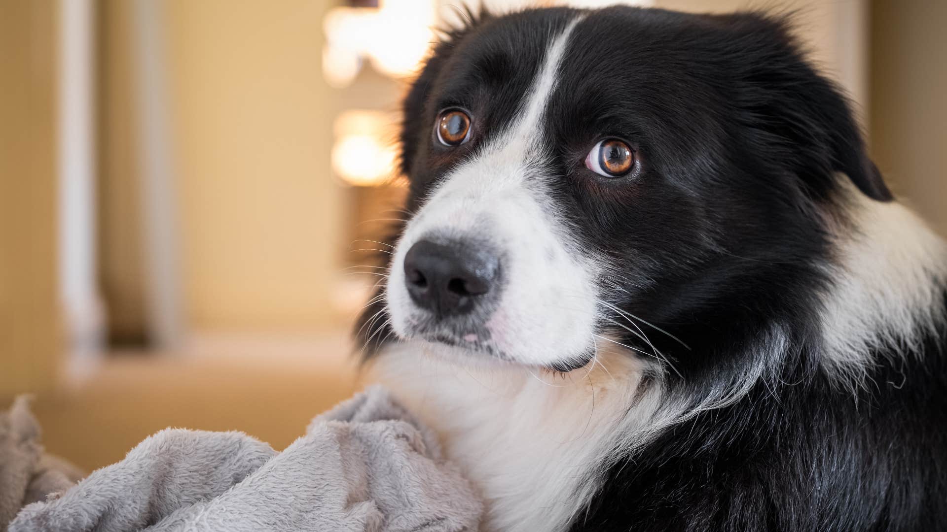 Dog who seems restless looking at the camera.