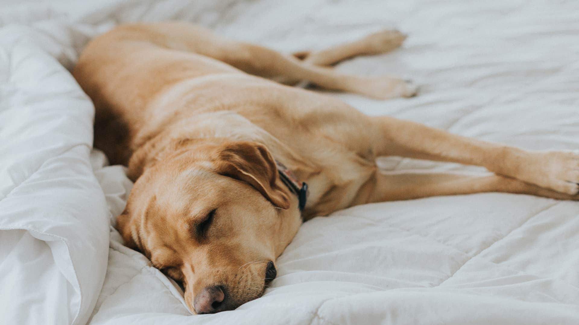Dog who's sleeping more often than normal at home.