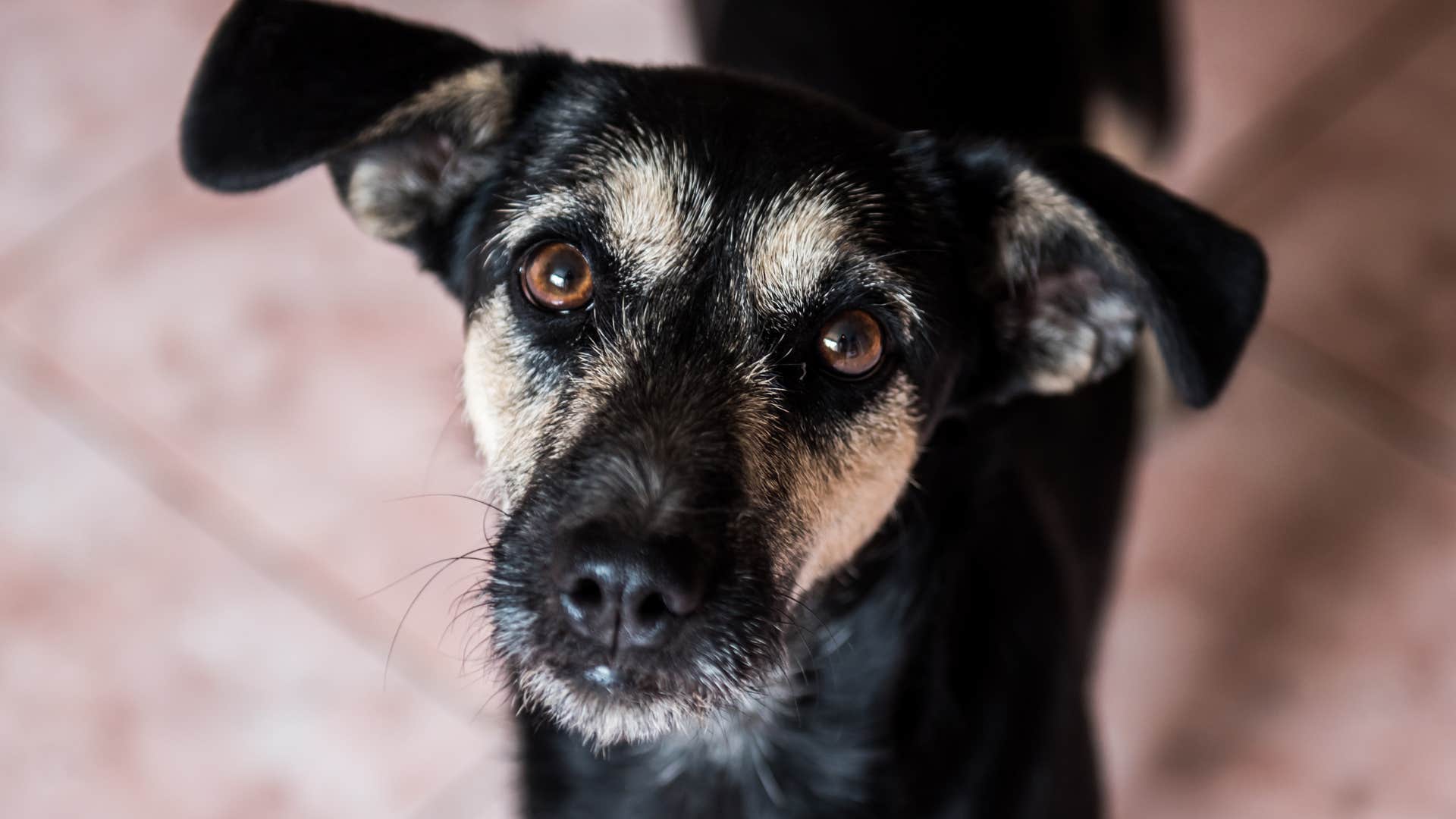 Dog who's unable to relax sitting at home.