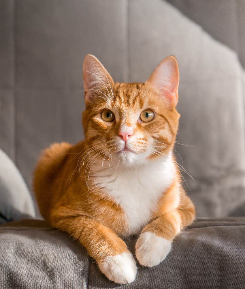 orange cat laying on couch