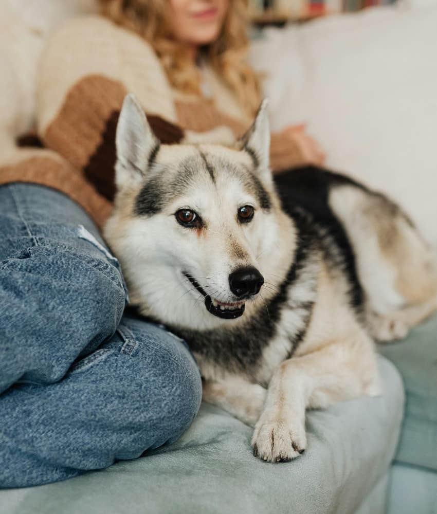 An intelligent dog overhearing his owner