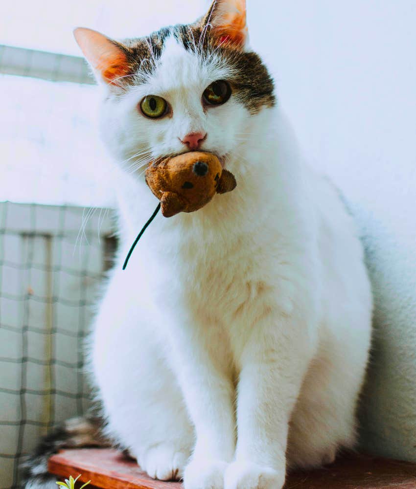 cat with a gift for its owner