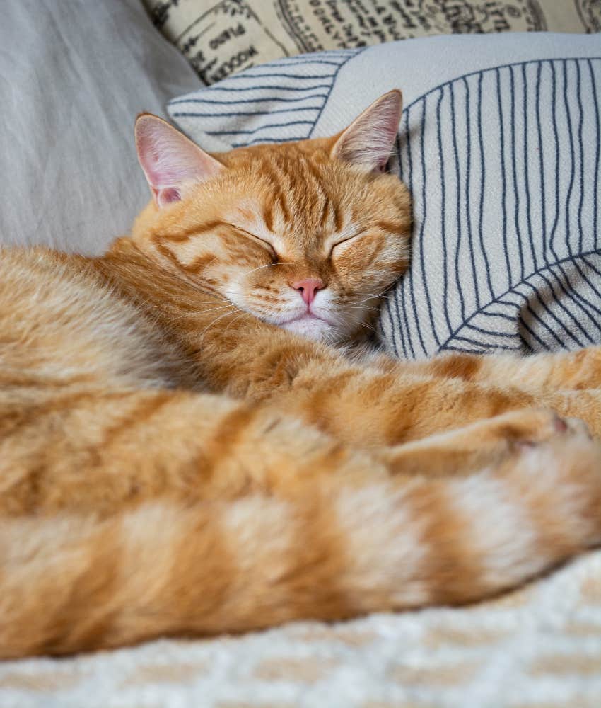 orange cat sleeping
