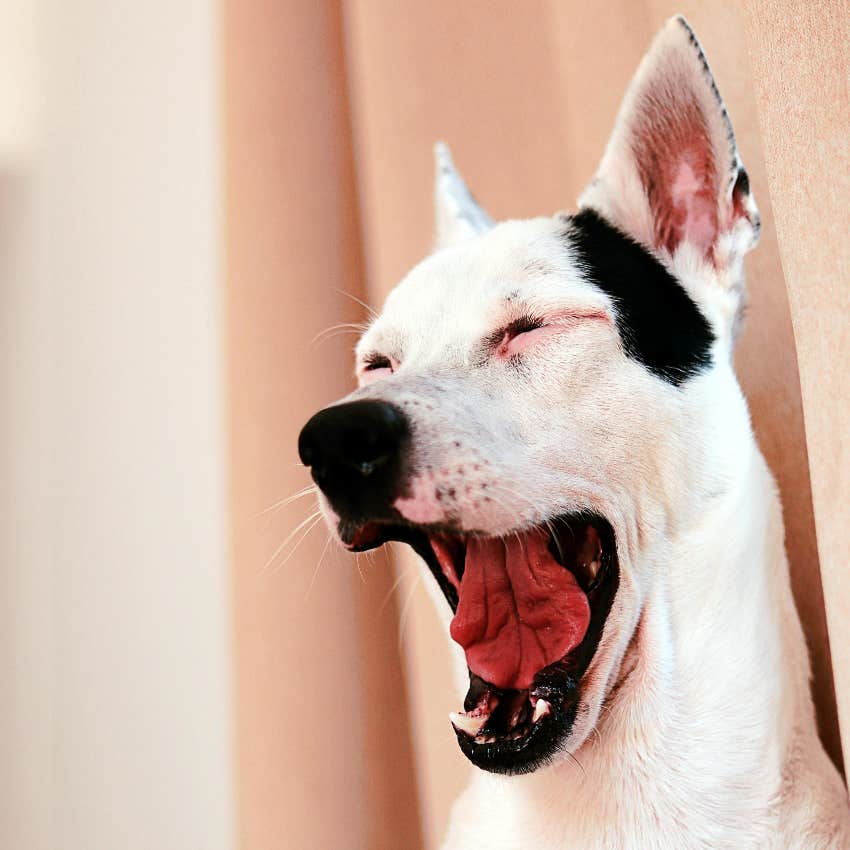dog yawning as a sign they are trying to tell their owner something important