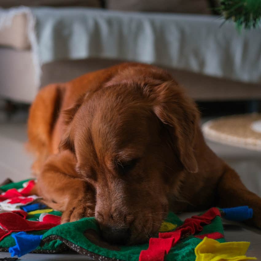 dog sniffing mat on floor