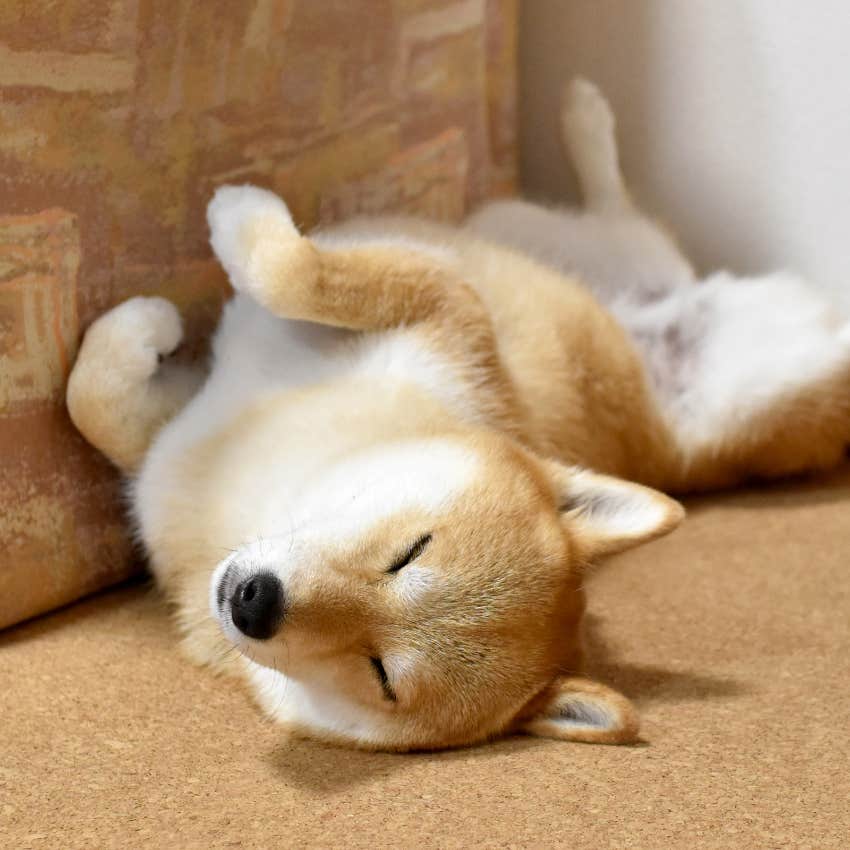 dog sleeping on his back feeling safe and secure