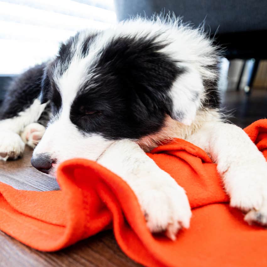 dog sleeping on sweatshirt wants to feel closer to owner