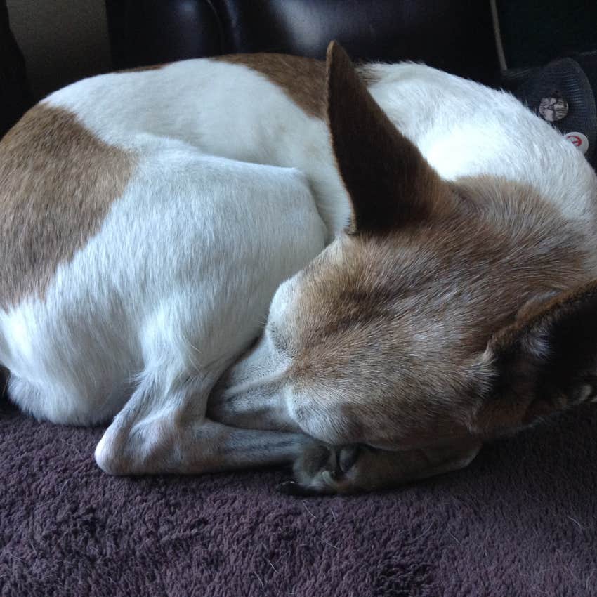 dog sleeping in a curled position is protecting himself