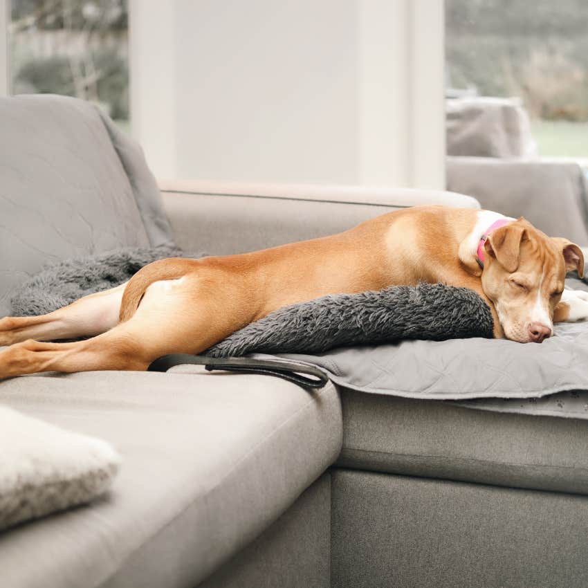 dog sleeping on his tummy ready to wake up quickly