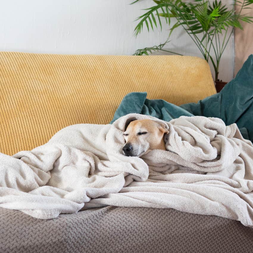 dog sleeping under a blanket making herself shelter