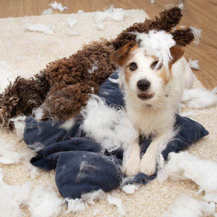 home decor colors make dogs anxious art therapist