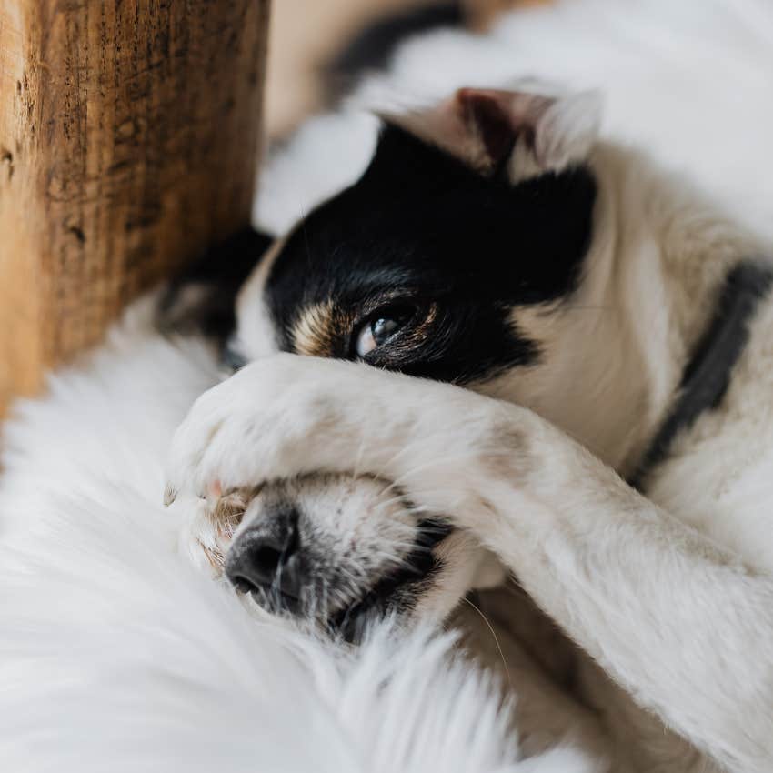 anxious dog hiding his eyes