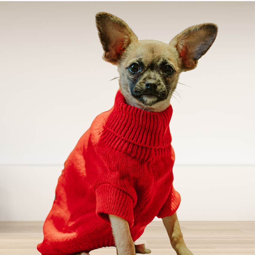 anxious dog in red sweater