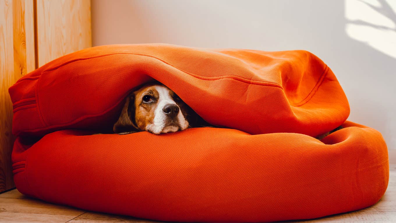 dog that is anxious about bright colors