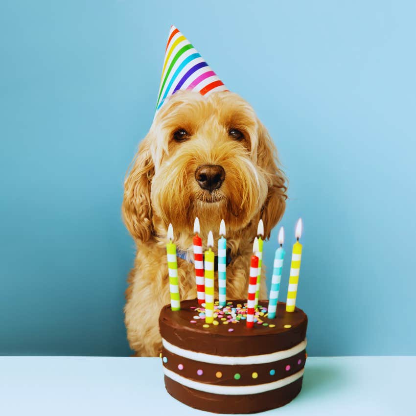 dog having a birthday party