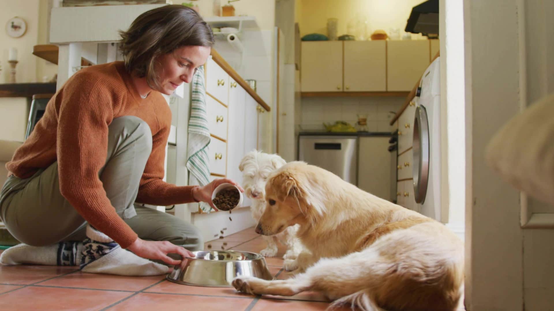 woman feeding dogs