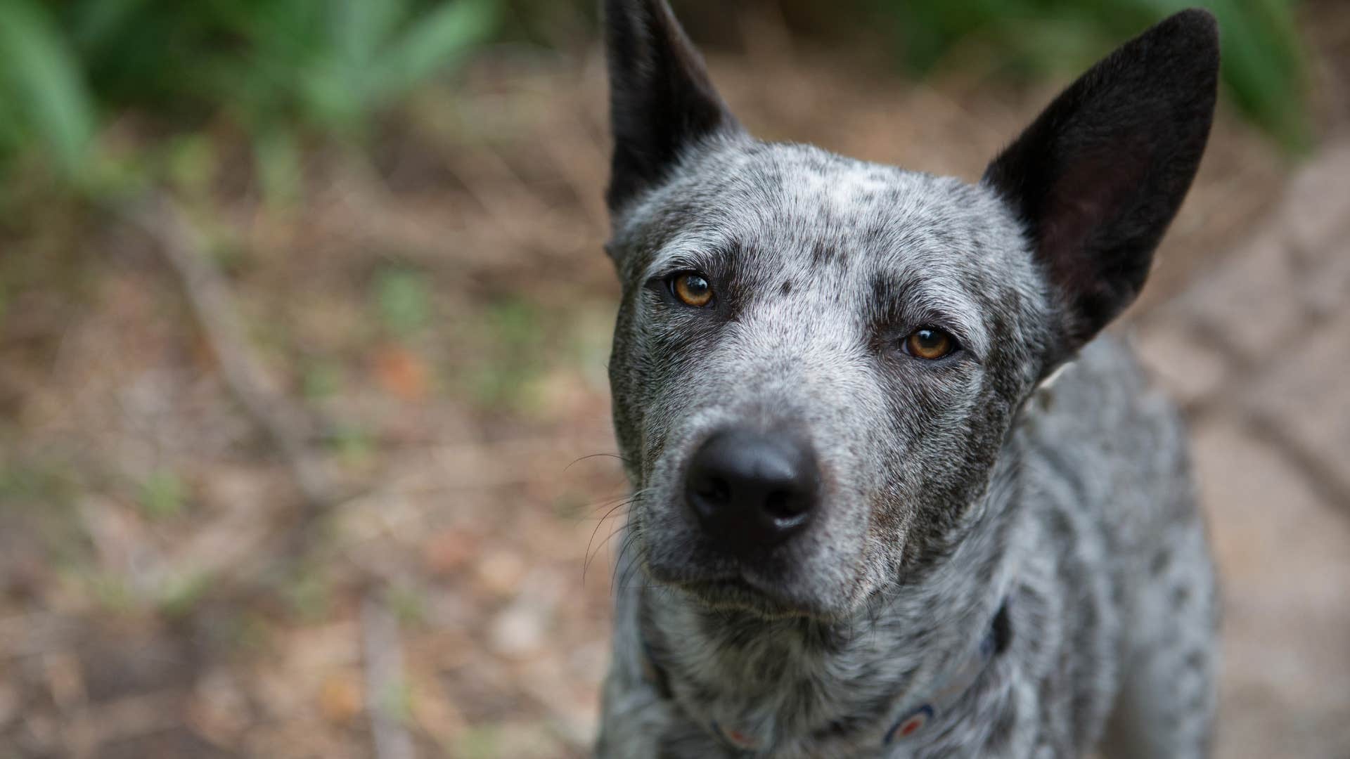 dog who's growling to set boundaries sitting outside