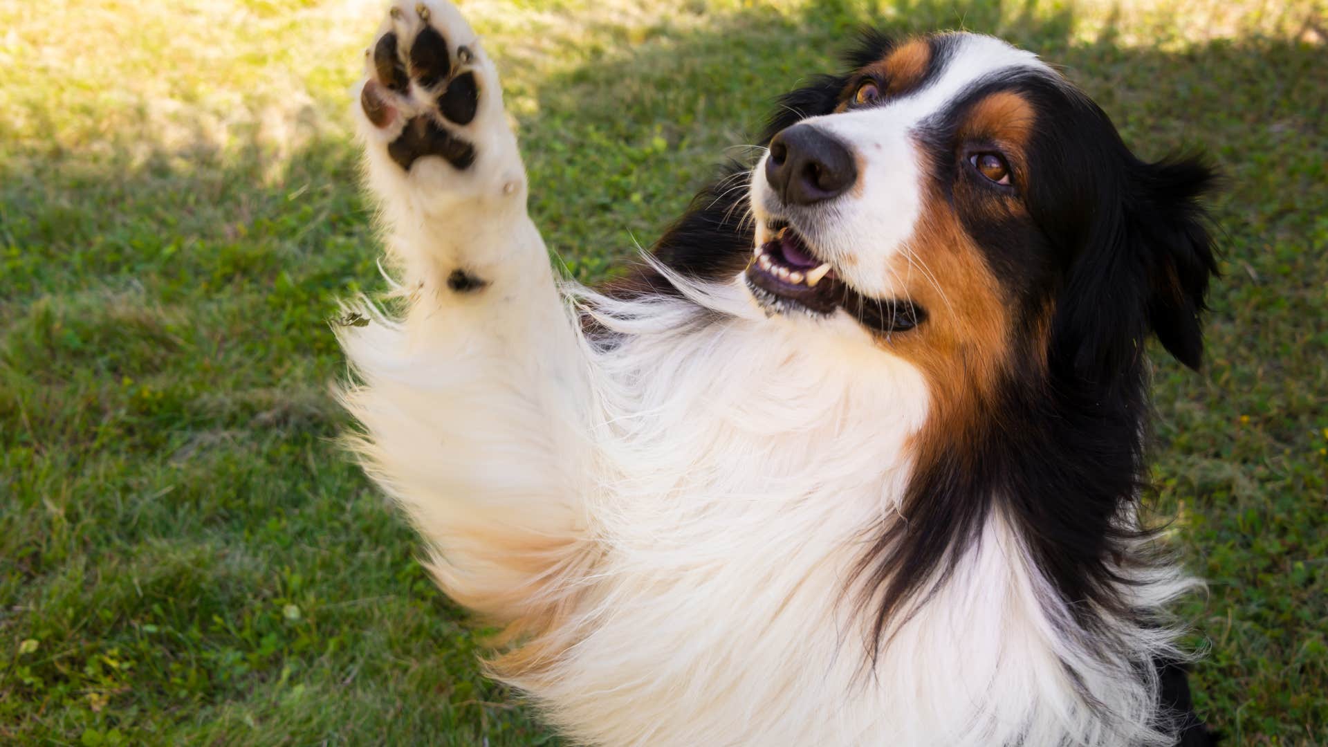 dog lifting its paw when they're uncertain