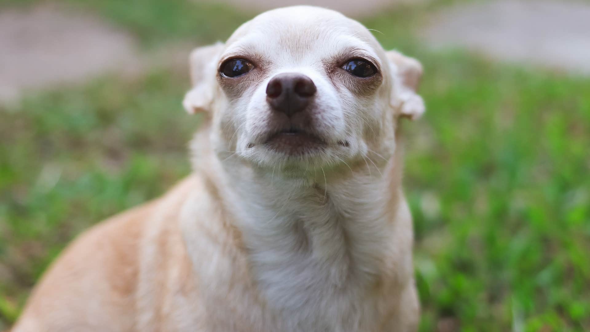 chihuahua dog pulling back their ears feeling afraid