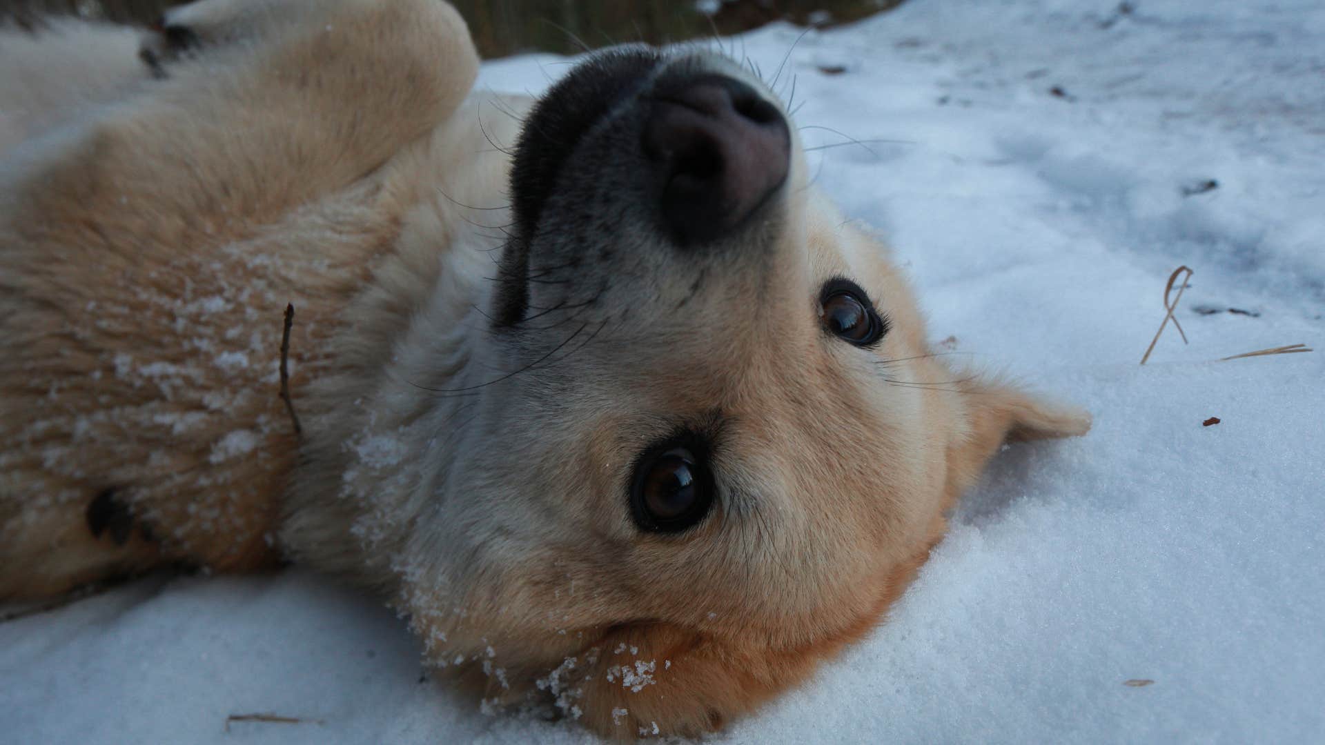 dog lying on his back in the snow