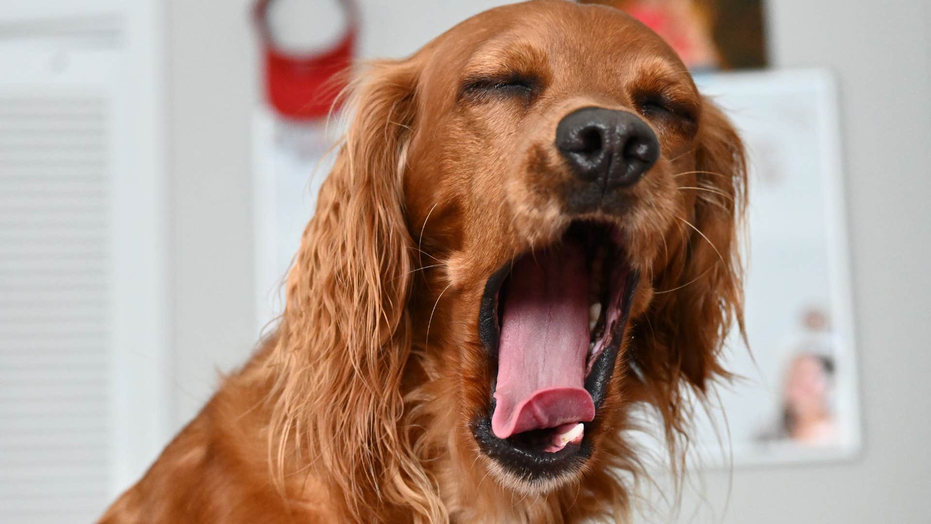 dog stress yawning at home