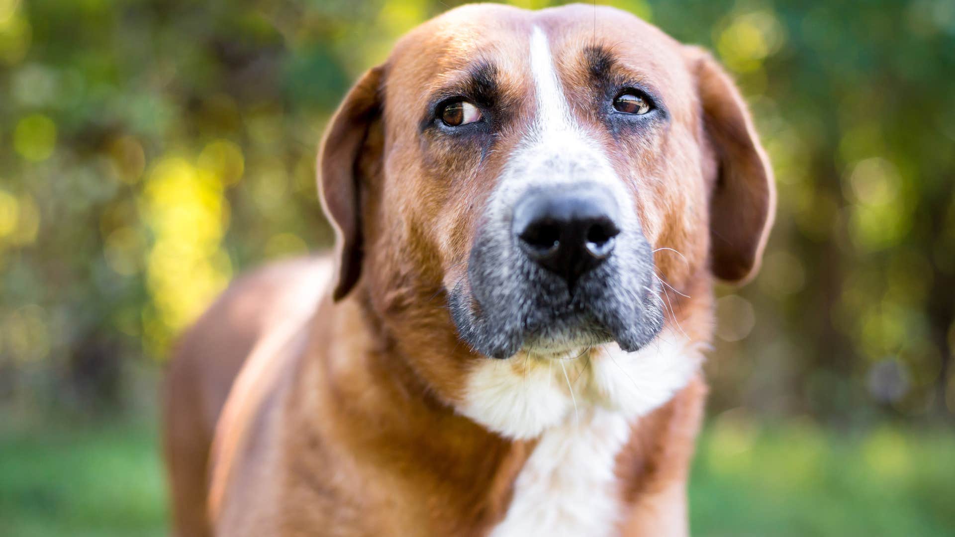 dog with whale eyes feeling anxious outside