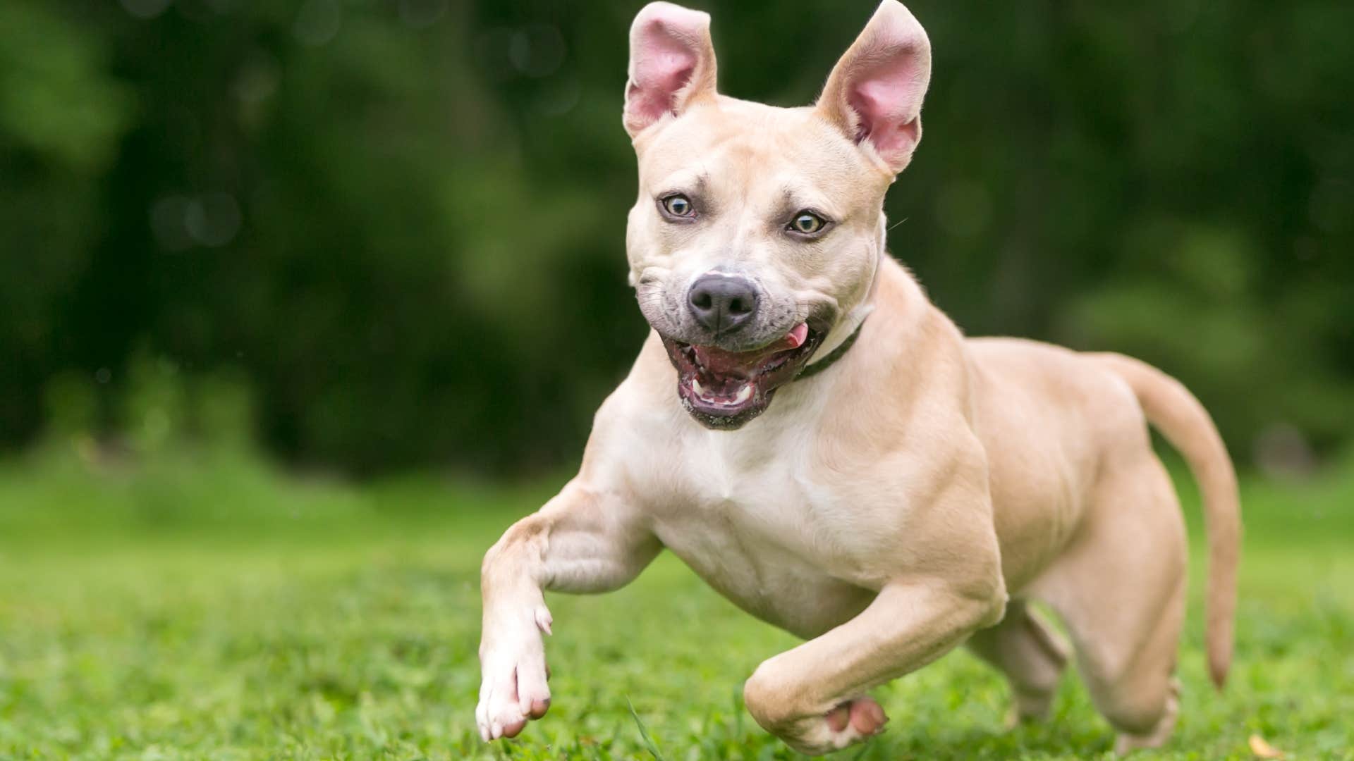 dog with the zoomies feeling overstimulated