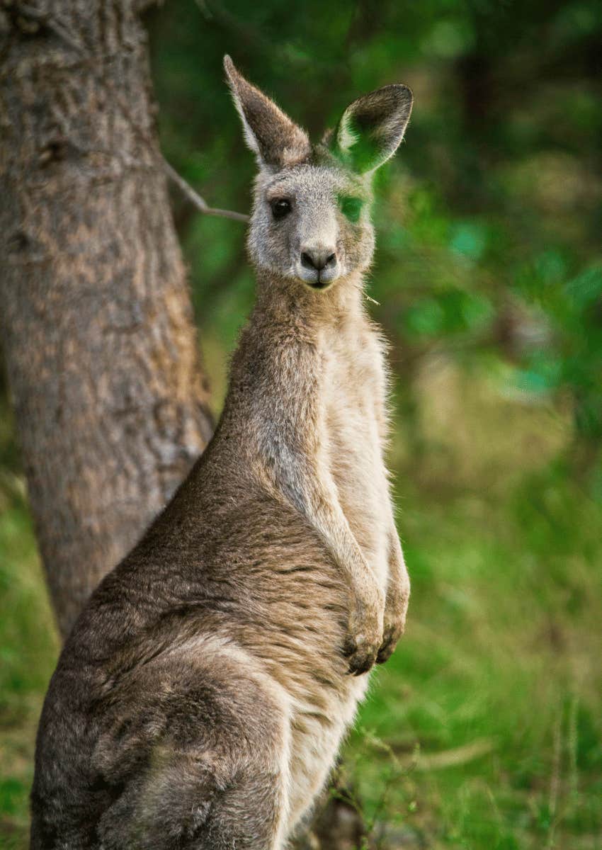 take a trip to australia if you're brave enough