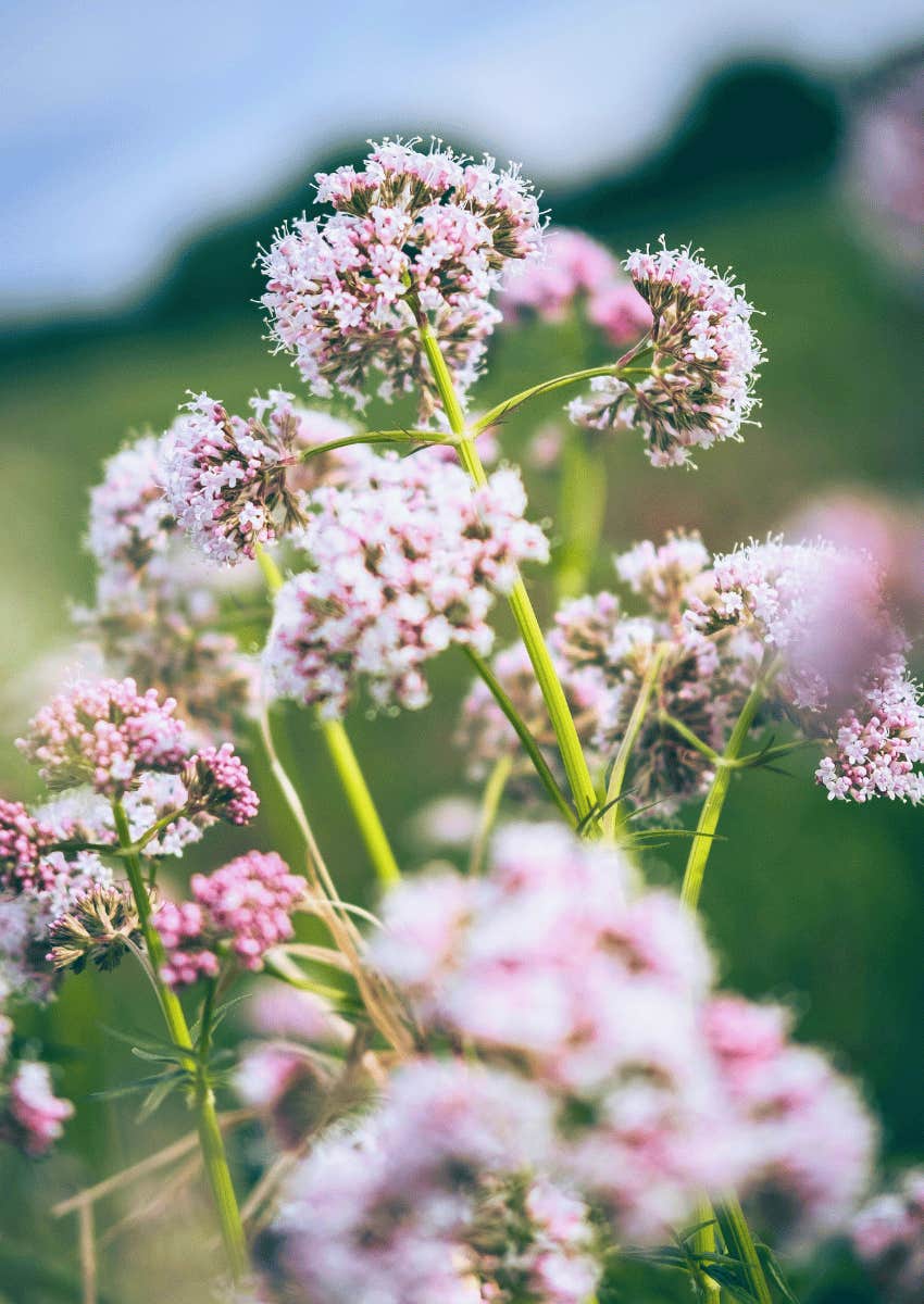 valerian root for sleep