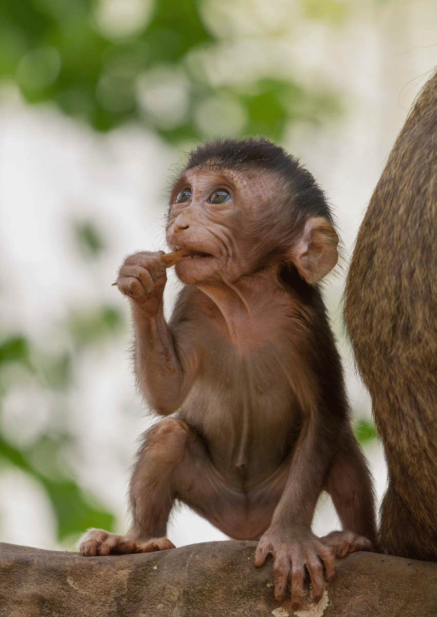 baby monkey sitting on a tree